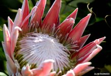 South Africa's national flower, King Protea