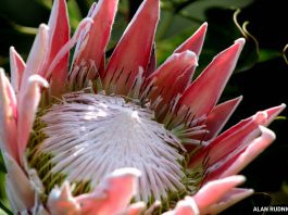 South Africa's national flower, King Protea