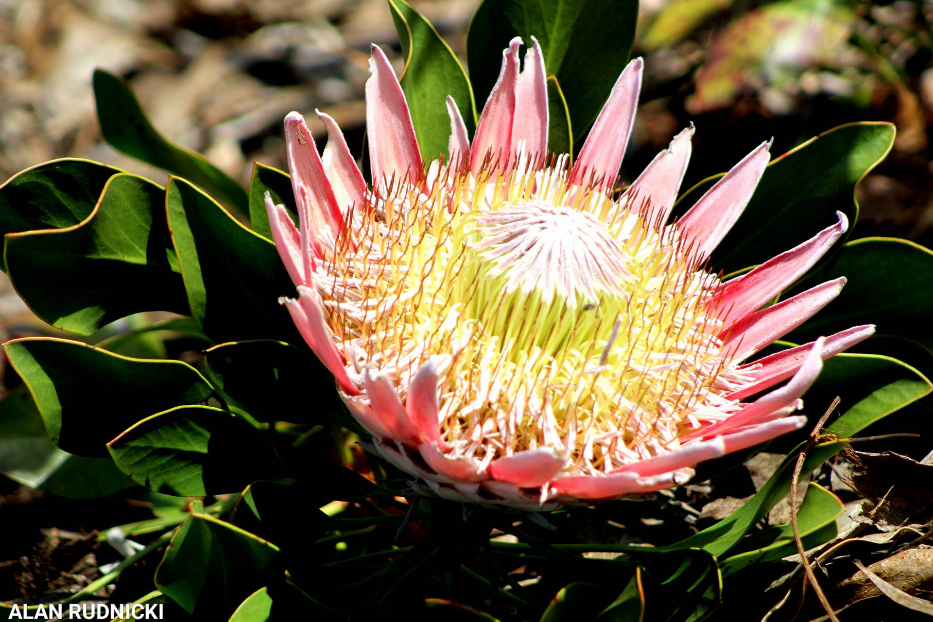 Breathtakingly Beautiful Protea Flowers in Kirstenbosch Gardens PHOTOS