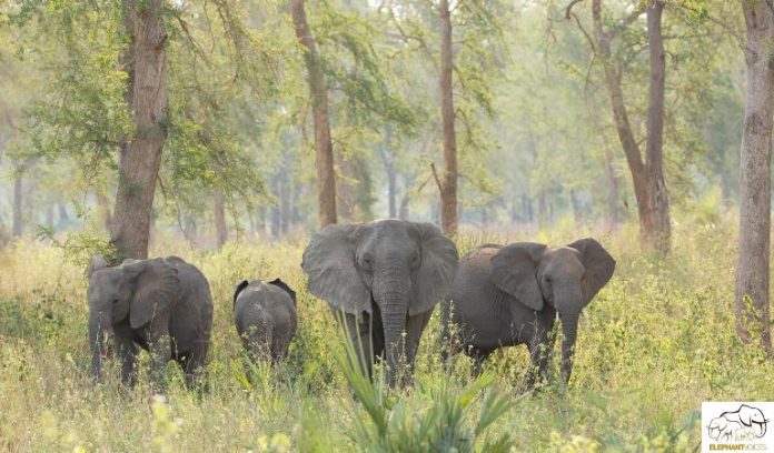 elephants-south-africa elephants-south-africa