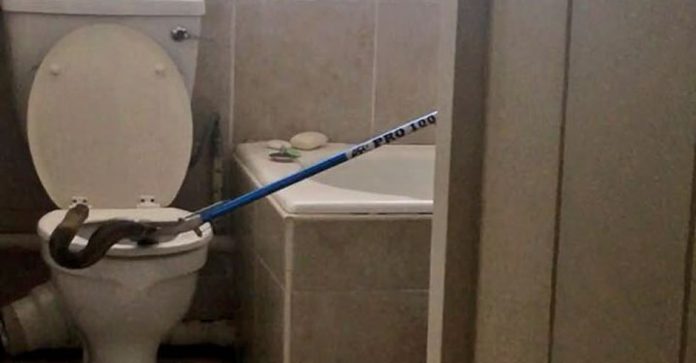 snake-in-toilet
