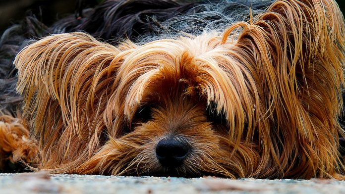 Dog with big ears pixa