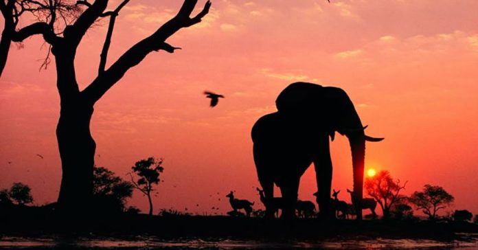 Elephant Botswana th