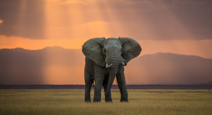 Elephant Cites