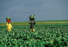 farming-south-africa