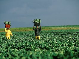farming-south-africa