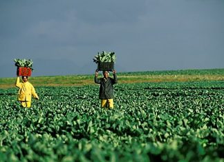 farming-south-africa
