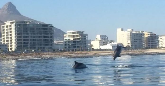 Dolphins in Cape Town