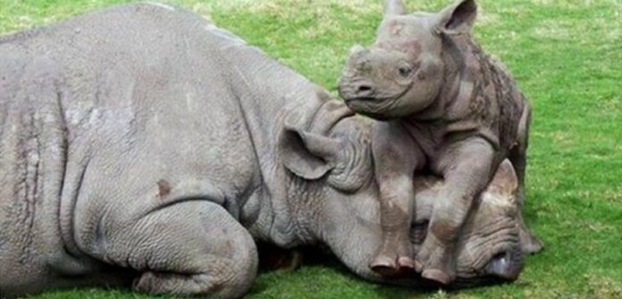 Rhino and baby sapsth