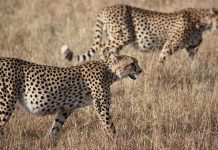 cheetahs