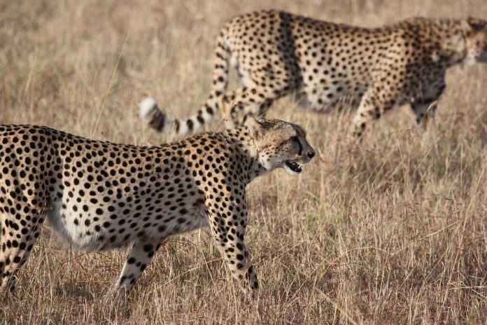 cheetahs cheetahs