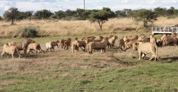 lion farm th
