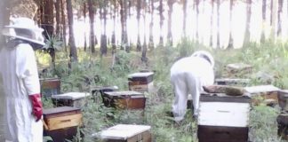 mthatha beekeeper