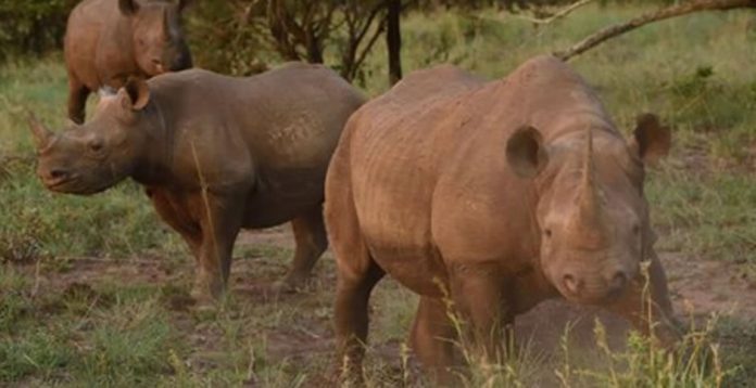 Rhinos Sanparks