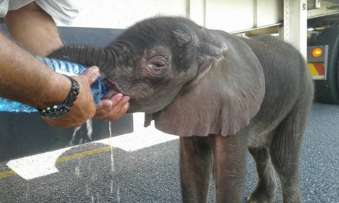 baby elephant 2