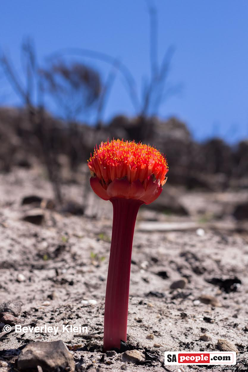 redhillplants SAPeople Your Worldwide South African