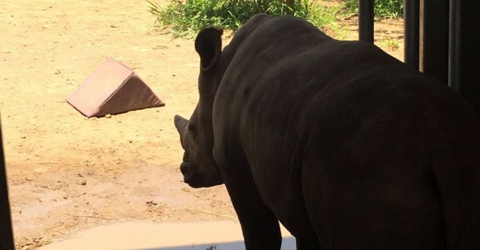 rhino baby th