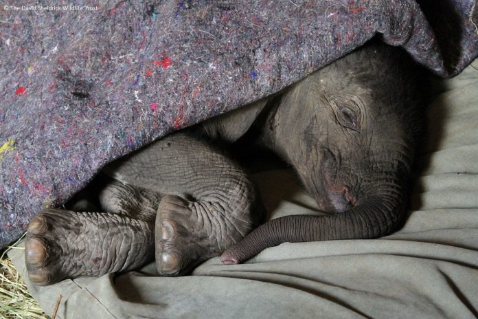 Elephant baby