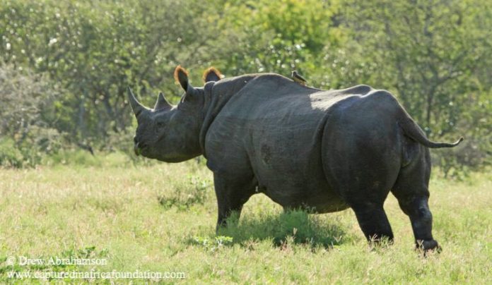 rhino by drew