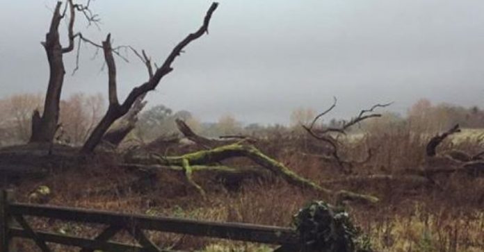 trees th
