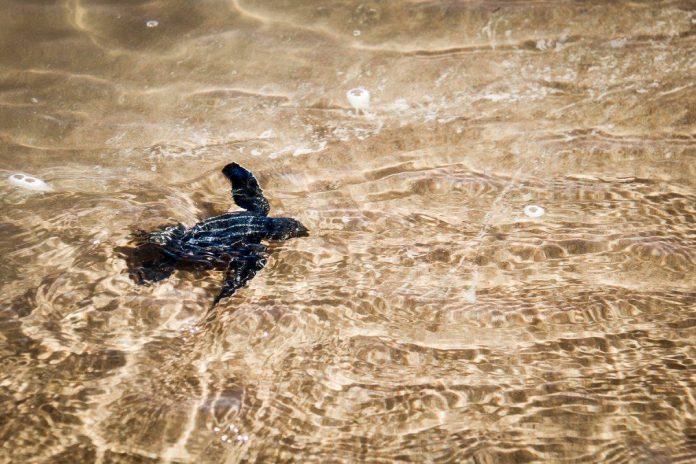 turtles turtles