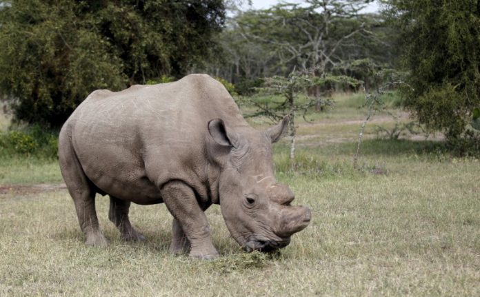 FILE PHOTO: The last surviving male northern white rhino named 'Sudan' grazes at the Ol Pejeta Conservancy in Laikipia national park, Kenya