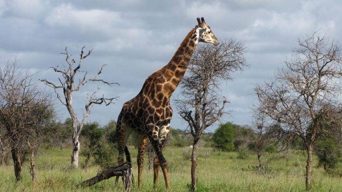 kruger park 1