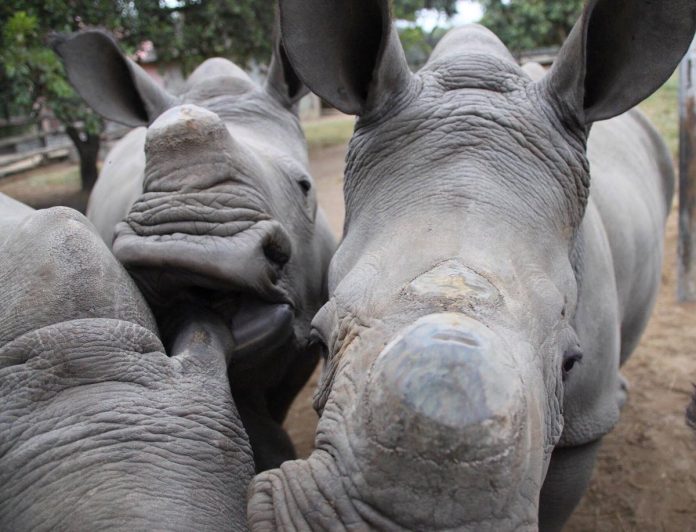 rhinos faces