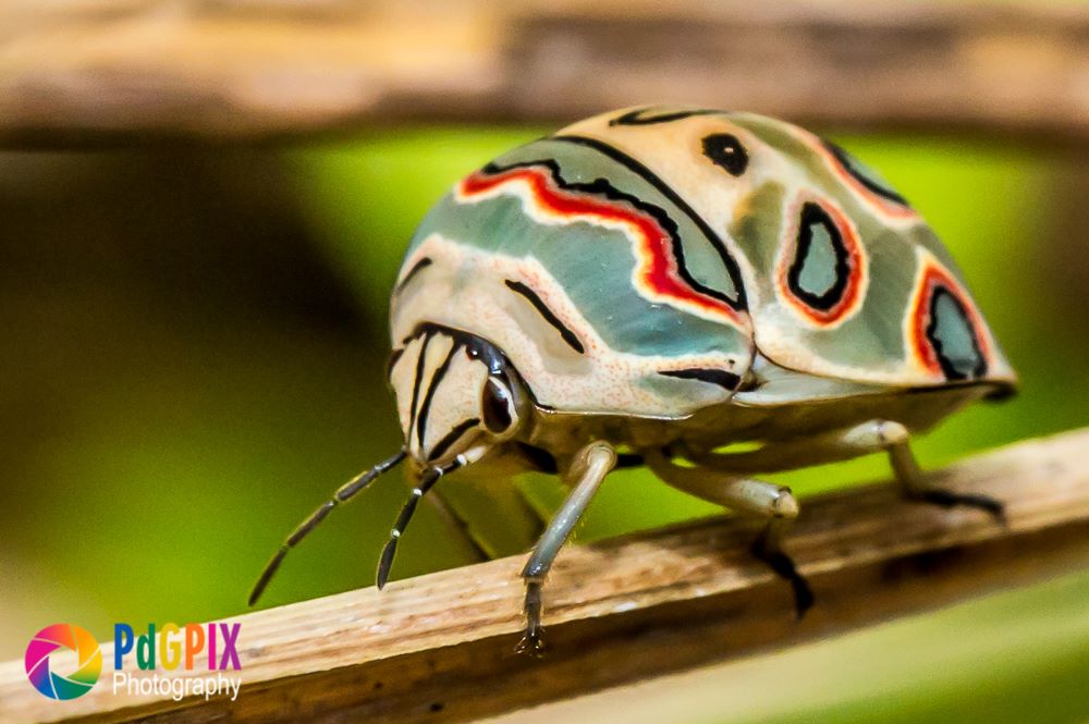Incredible CloseUp Pictures of Insects in South Africa SAPeople