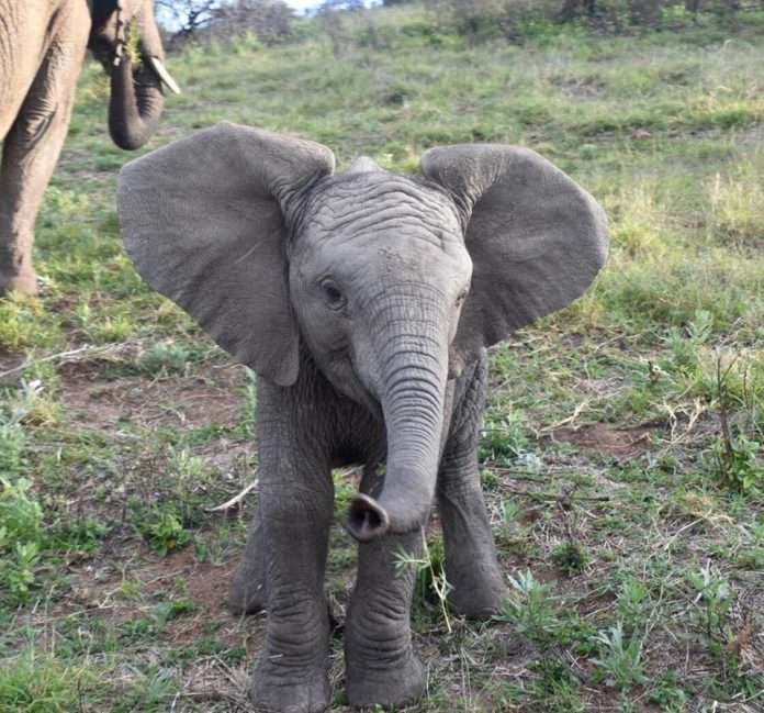 kariega-elephant-baby-HannahMorrison kariega-elephant-baby-HannahMorrison