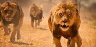 lions on the loose from Kruger National Park
