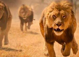 lions on the loose from Kruger National Park