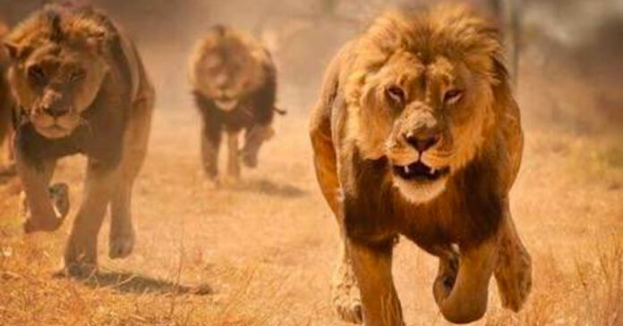 lions-kruger-national-park lions on the loose from Kruger National Park
