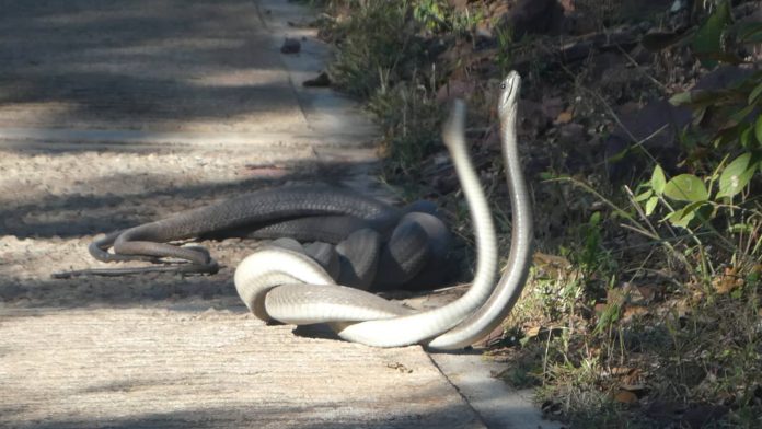 mambas fighting