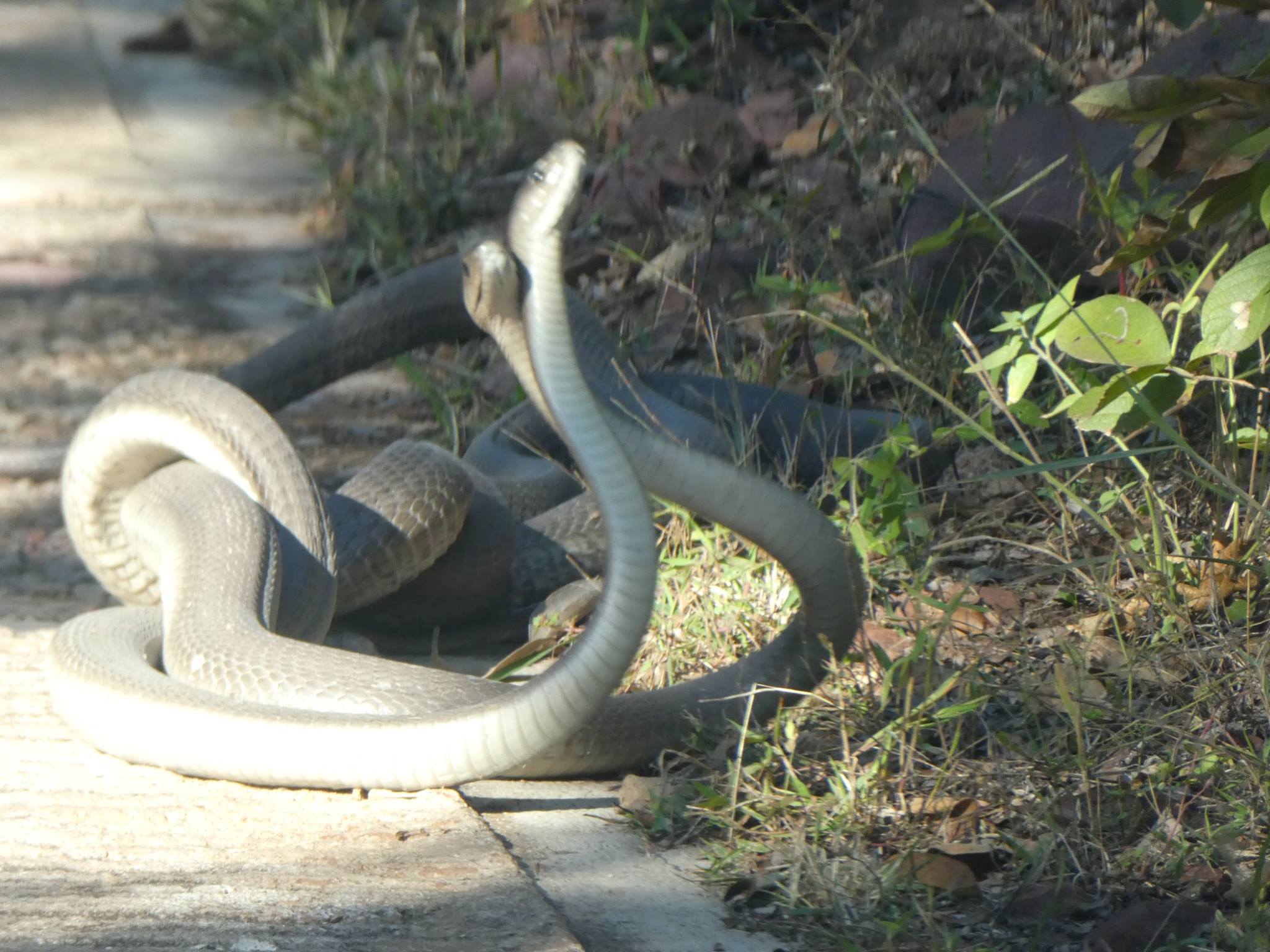 Watch Rival Black Mamba Snakes Fight It Out (For a Female Of Course