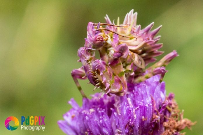 Sa Insects Incredible Close-Up Pictures of Insects in South Africa - SA People