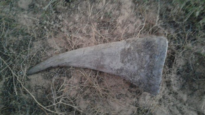 rhino horn saps