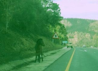 knysna fire pony horse
