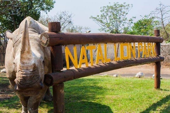 natal lion park rhino