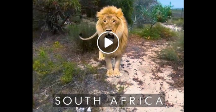 south-africa-by-drone