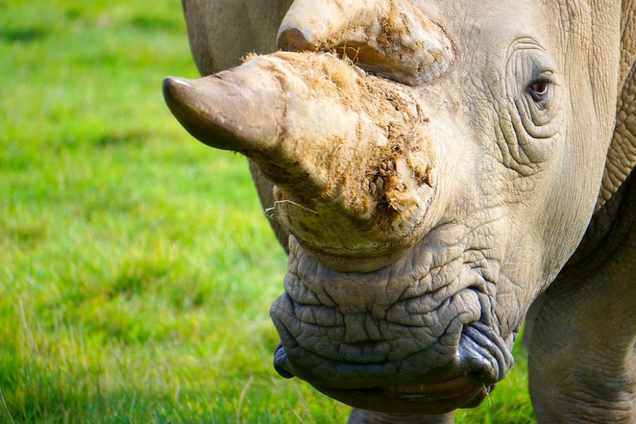 rhino