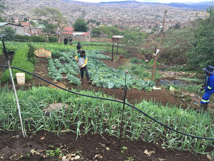From a Dumpsite to a Vegetable Garden in South Africa - SAPeople