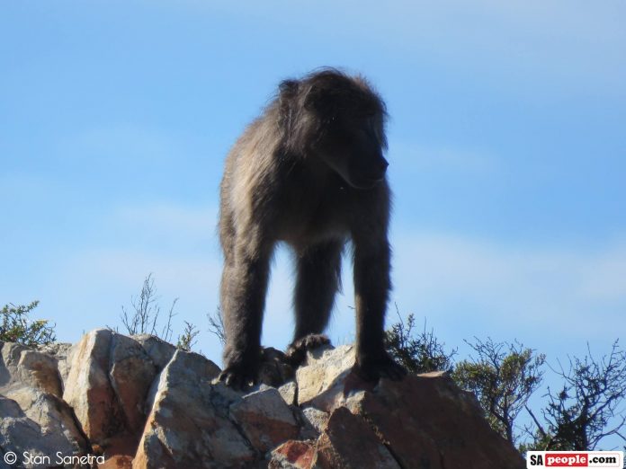 baboon