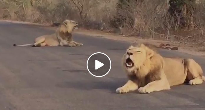 lions-roaring