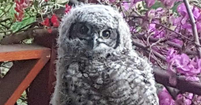 fledling-spotted-eagle-owl-th