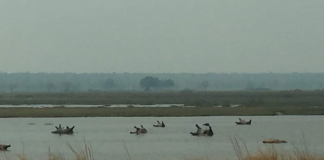hippos found dead in namibia