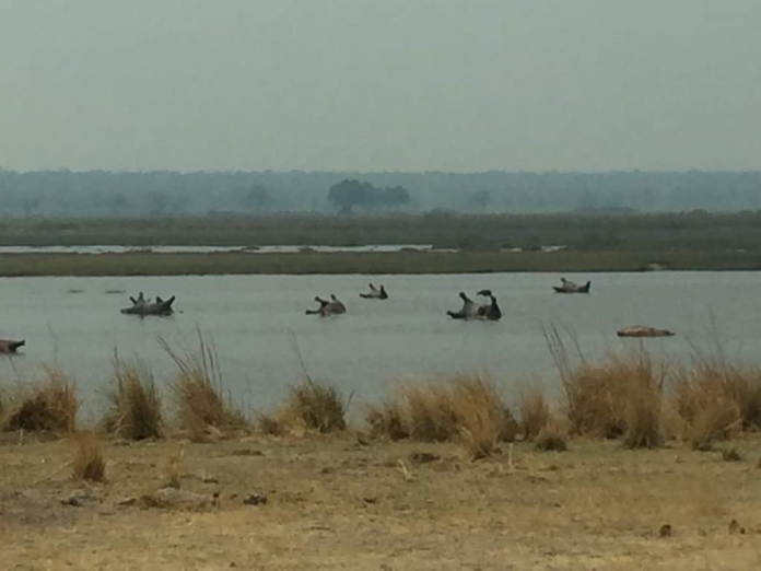 hippos found dead in namibia hippos found dead in namibia