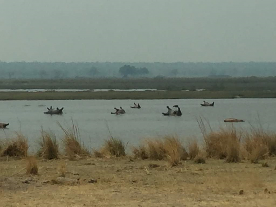 hippos found dead in namibia