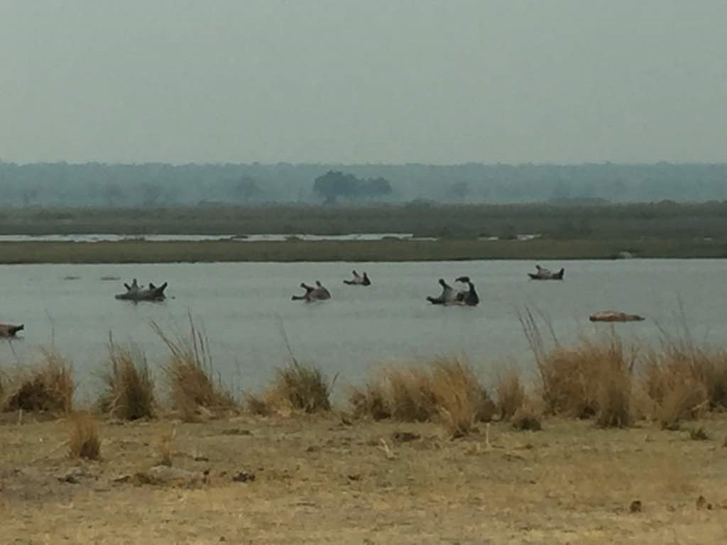 hippos found dead in namibia