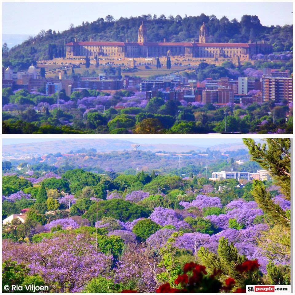 Jacaranda Tree Photos: Purple and White Blossoms in &lsquo;Jacaranda City